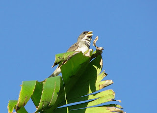 Sporophila caerulescens (Coleirinho ou Papa-capim ou Colei…