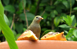sanhaço-do-coqueiro