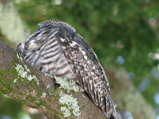 bacurau2