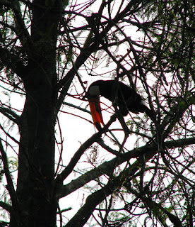 tucano