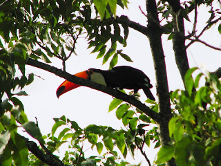 tucano