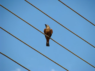 gibão-de-couro