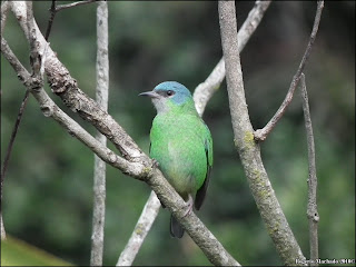 saí-azul