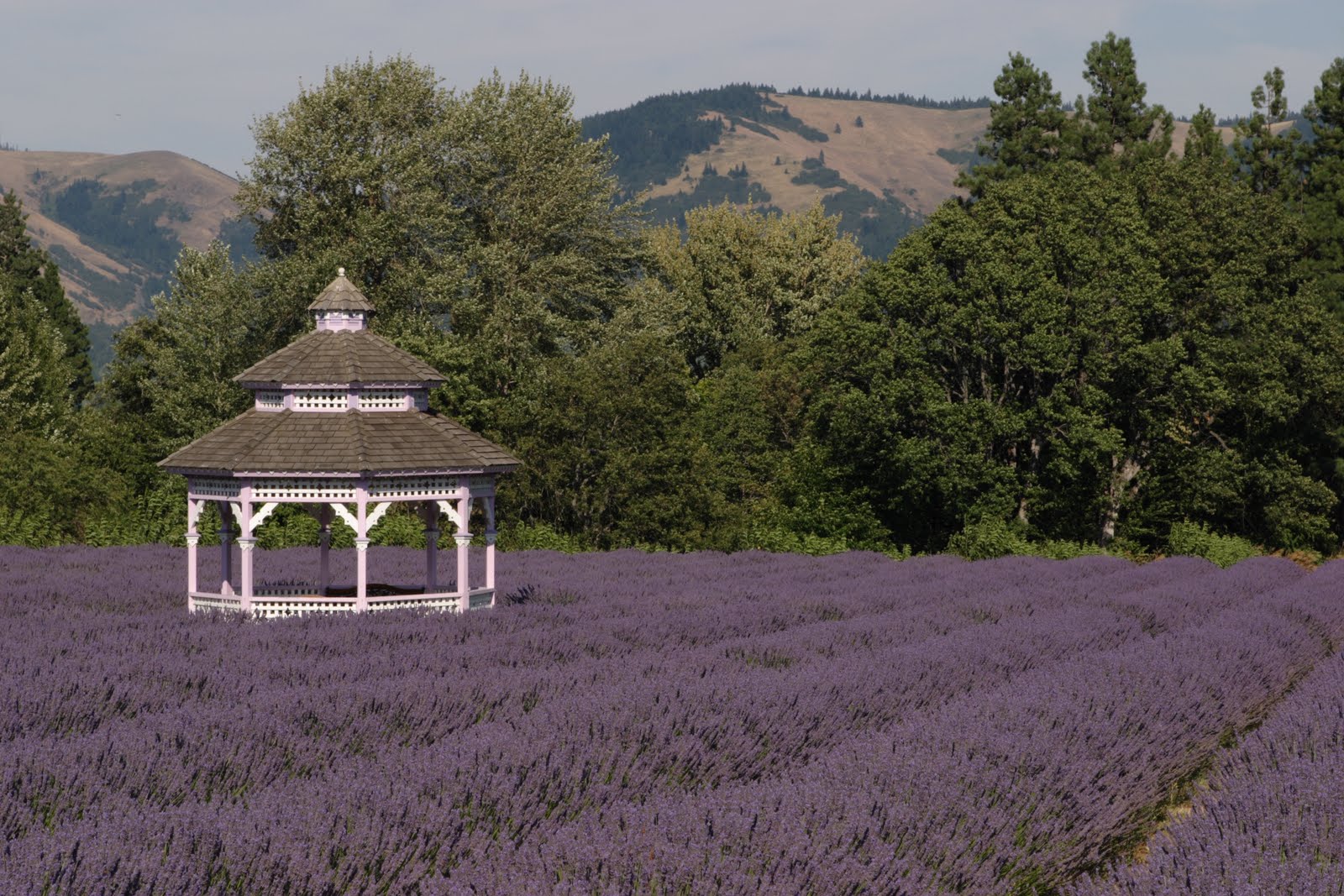 Nelda Mays Photography, Inc. Lavender Valley, Hood River, Oregon