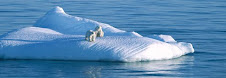 Polar Bears SOS