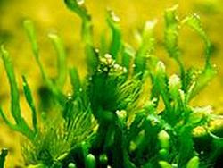 Manfaat Rumput Laut