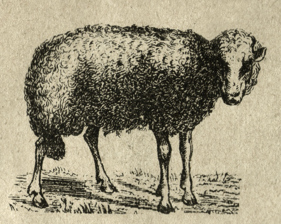 victorian sheep