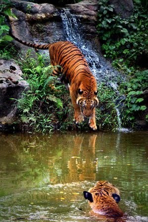 [penang-tigers-in-taiping-zoo-malaysia.jpg]