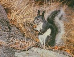 Kaibab Squirrel