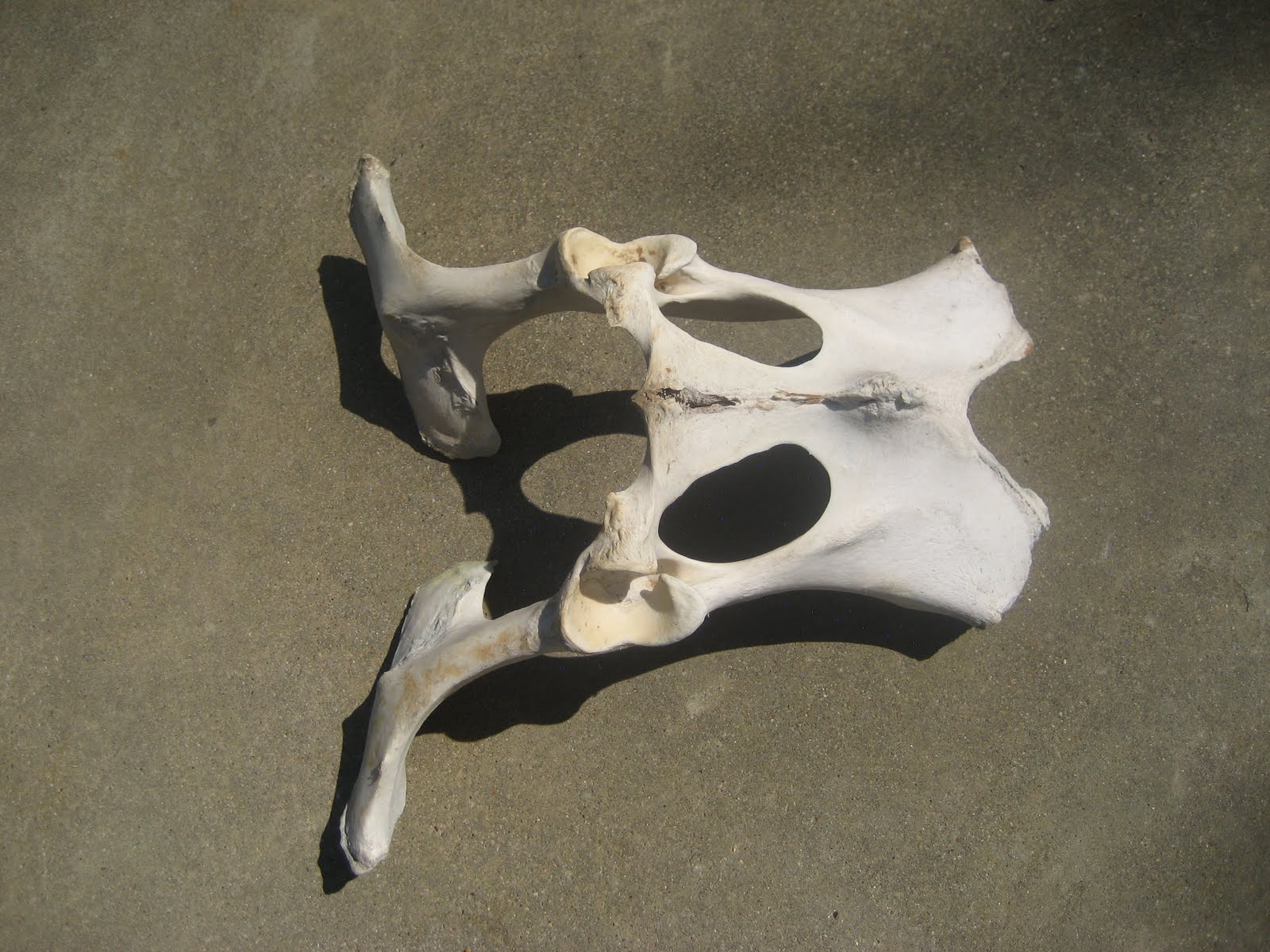 Cow Pelvic Bone