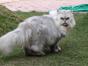 dijual murah kucing persia Patria Blitar