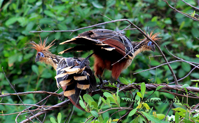 Still Life With Birder: Hoatzin