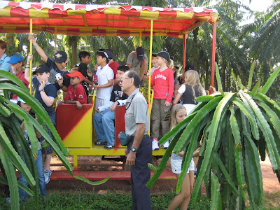 Dragon+fruit+plantation+in+sri+lanka