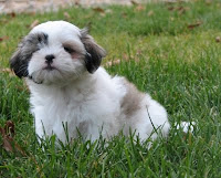 caini, de rasa, vanzare, shih, tzu, tsu, shih-tsu, shih-tzu, pedigree, apartament, talie mica, jucaus, linistit