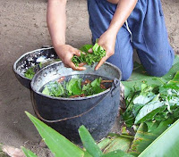 Preparação da Ayahuasca Preparação da Ayahuasca
