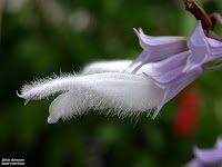 Salvia Divinorum Salvia Divinorum