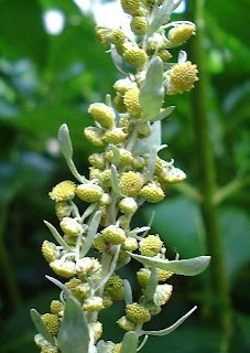 Artemisia absinthium Artemisia absinthium