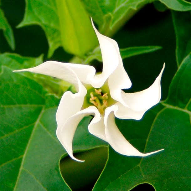 Datura Stramonium - Trombeta Datura Stramonium - Trombeta