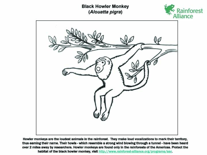 [black_howler_monkey.jpg]
