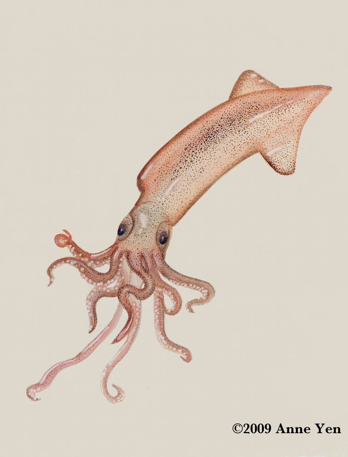 [squid+copyright.jpg]