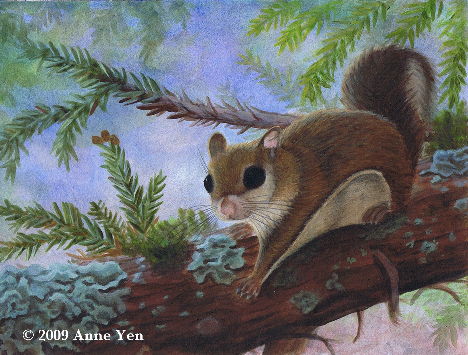 [flying+squirrel+copyright.jpg]