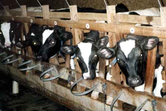 Promotion of Veal on Columbus