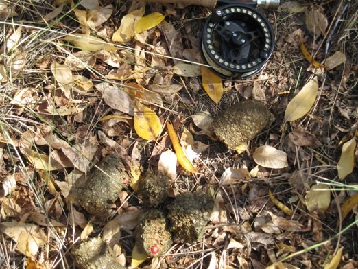 [Bear+Poop.jpg]