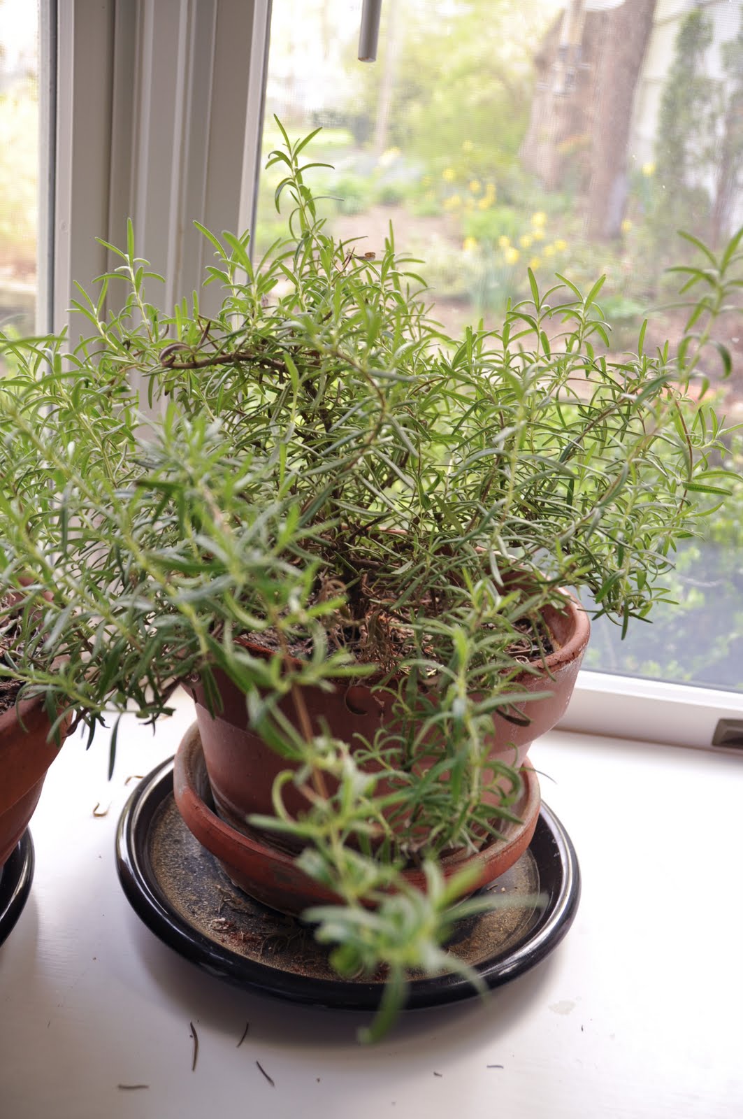 FEAST EVERYDAY Potted Herbs for the Kitchen