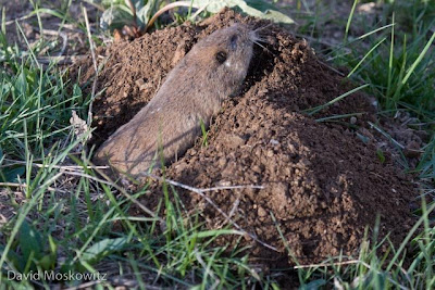 Thomomys Talpoides