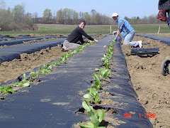 Spring lettuce planting