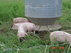 Pigs in the grass