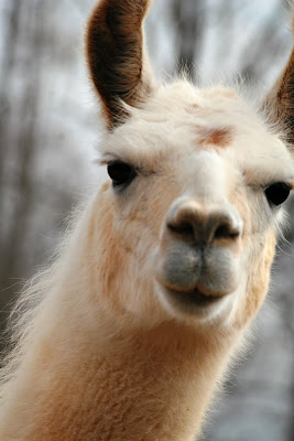 sweet baby llama
