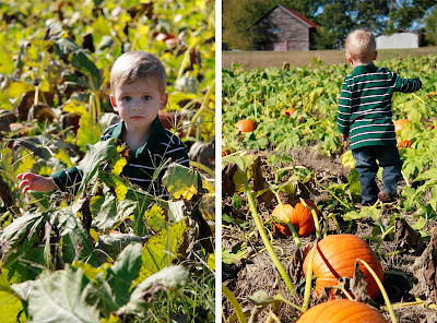 pumpkin sitter