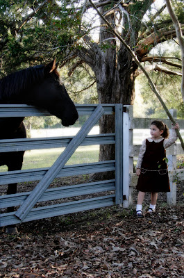 feeding horse