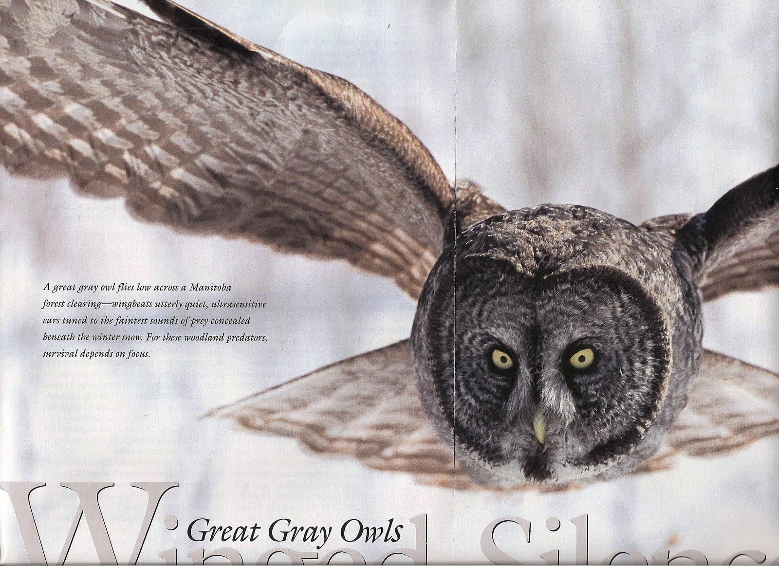 response to i heard the owl response to i heard the owl