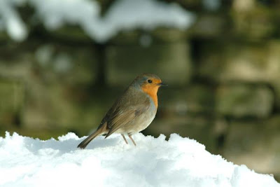 Wisconsin Winter Birds