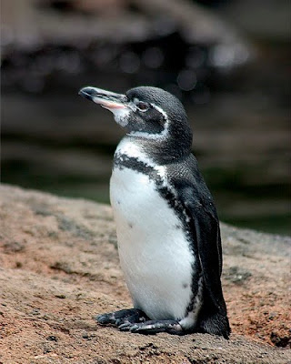 Galapagos and Machu Picchu Travel Blog: Galapagos Penguin