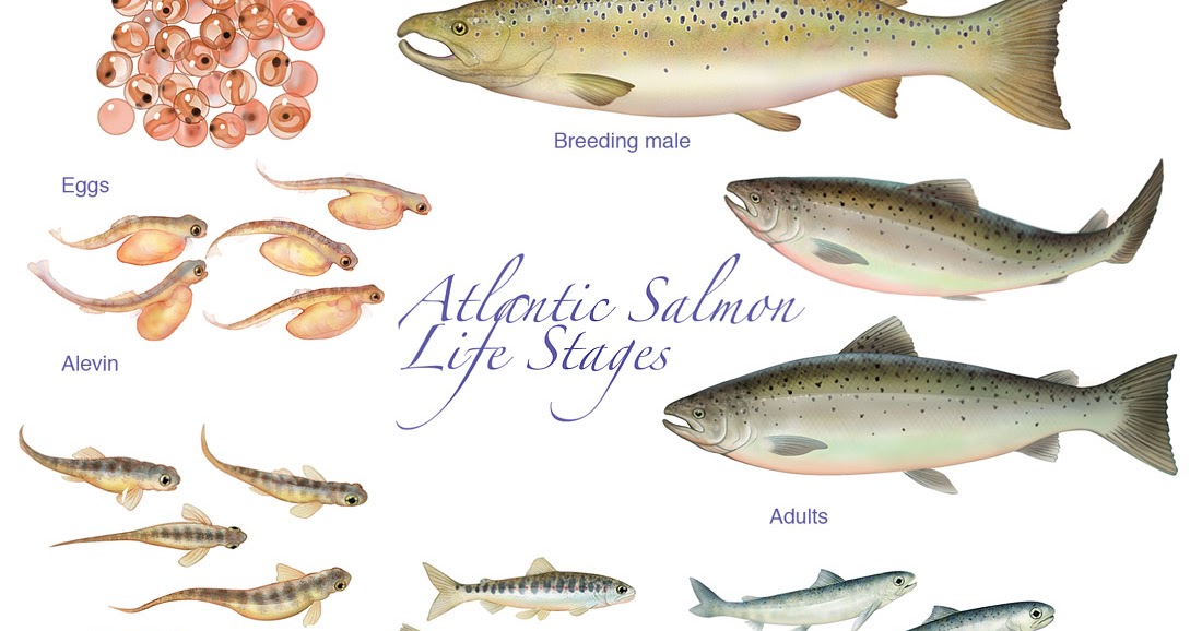 Barbara Harmon Murals, Exhibits, Posters, Illustration and Art Life Cycle of Atlantic Salmon