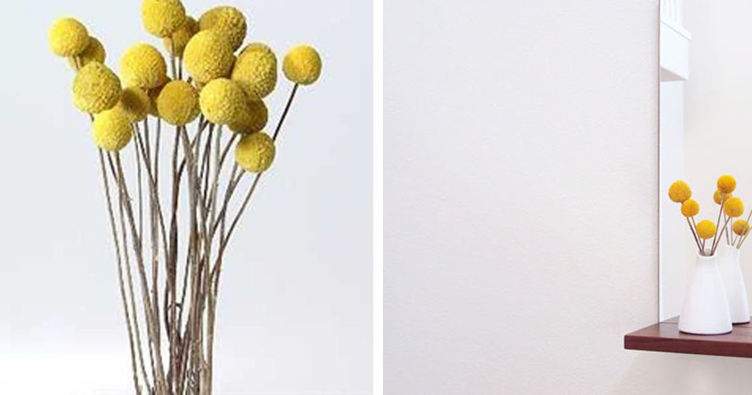 {BLACK. WHITE. YELLOW.} Billy Buttons