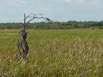 Explore, enjoy and protect the wetlands