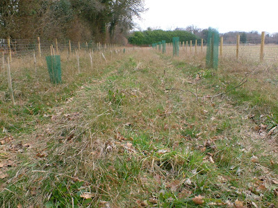 Barn Owl Habitat