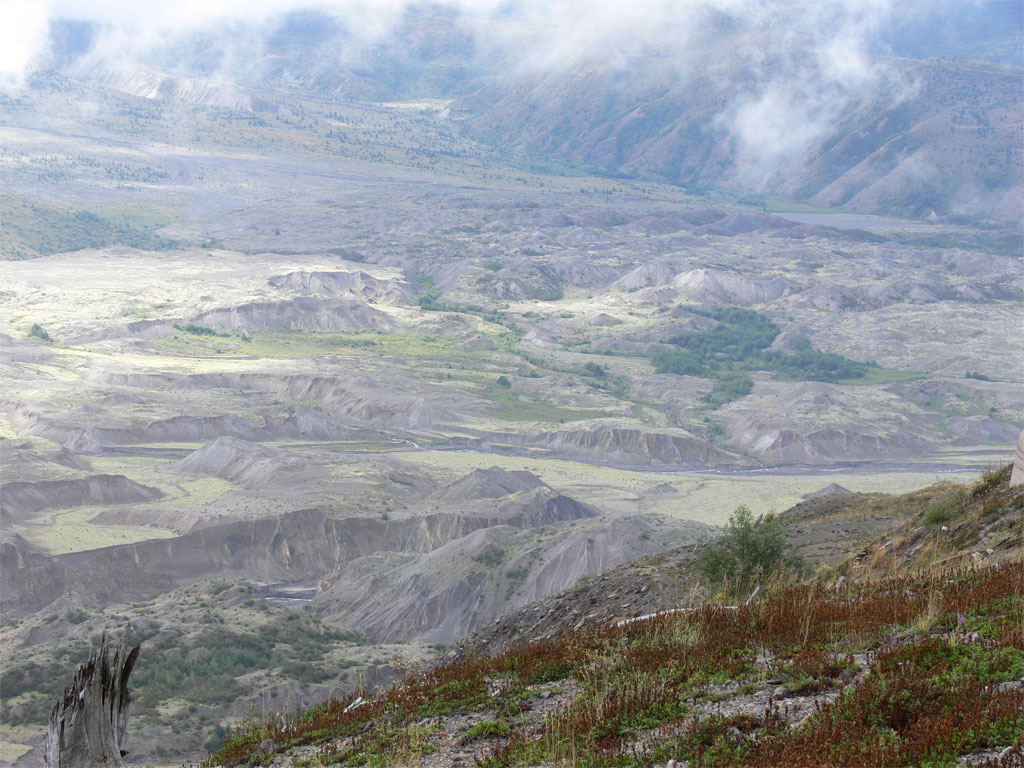 Plies Wallpaper | New hd wallon