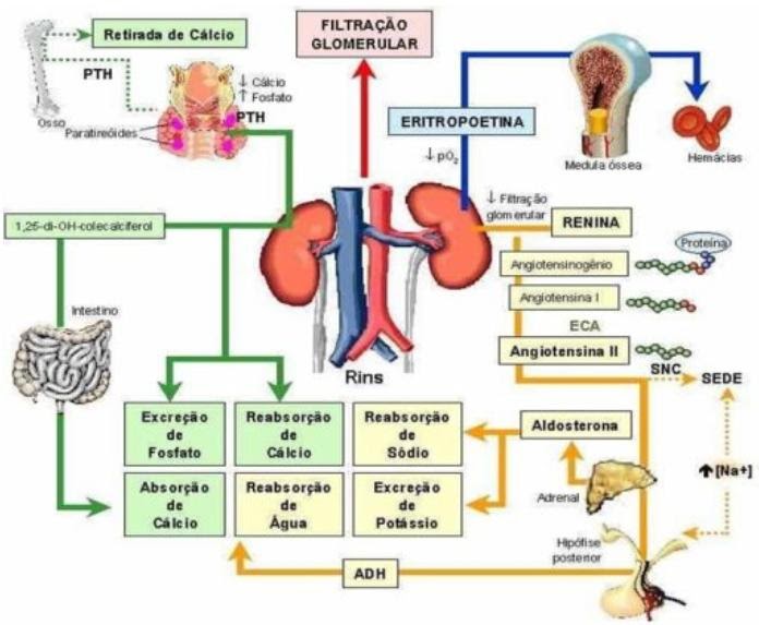 ENFERMAGEM: FISIOLOGIA RENAL rim diagrama 