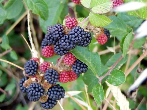 [mulberry.bmp]