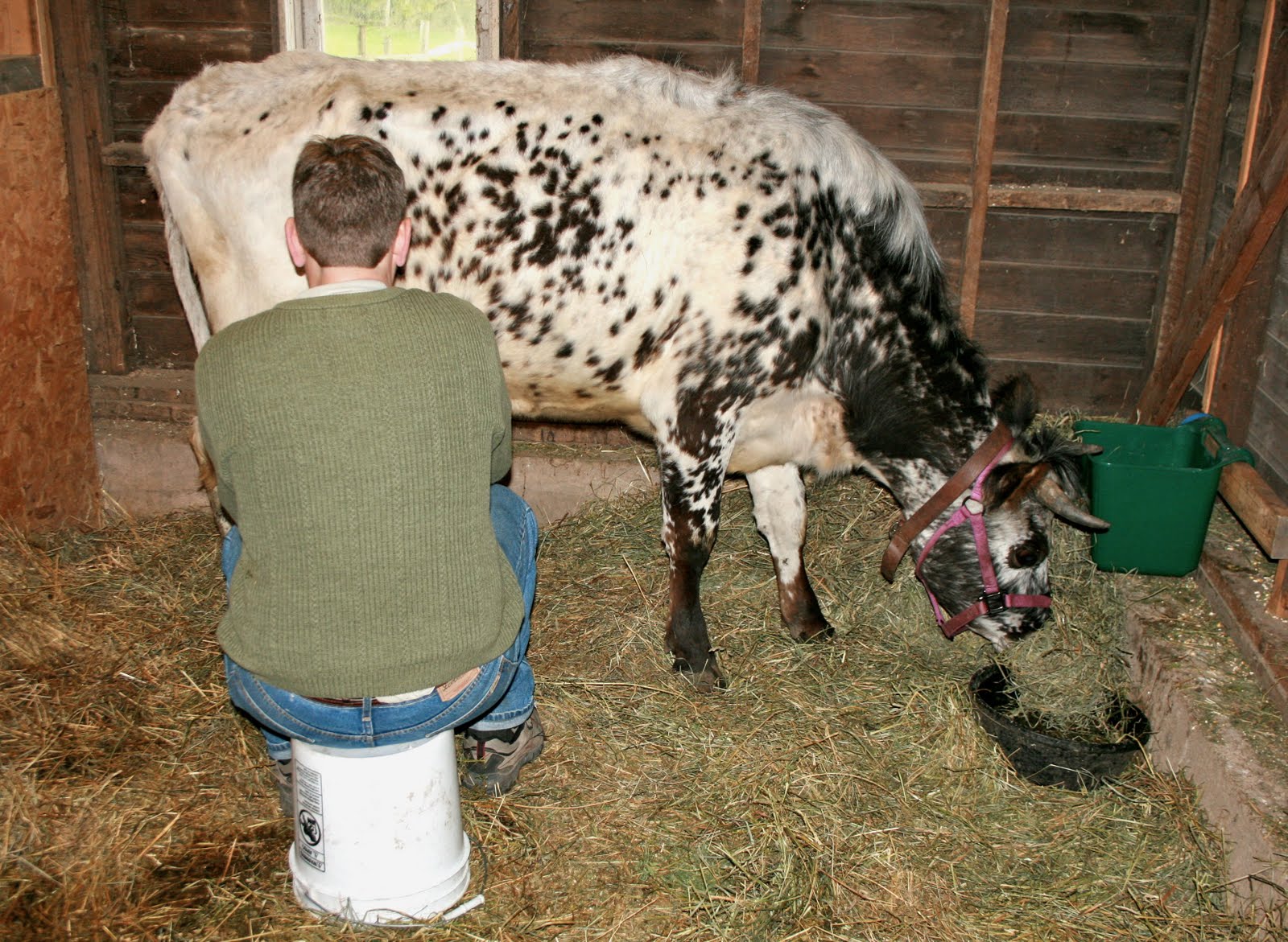 Squash Blossom Farm Cow Knowledge