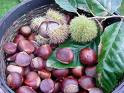 KESTANE castanea,sativa