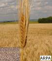 ARPA (orge)