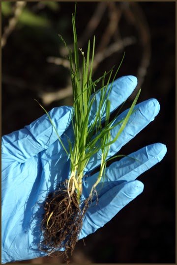 Taproot Garden Design & Fine Gardening: Common Weeds ...