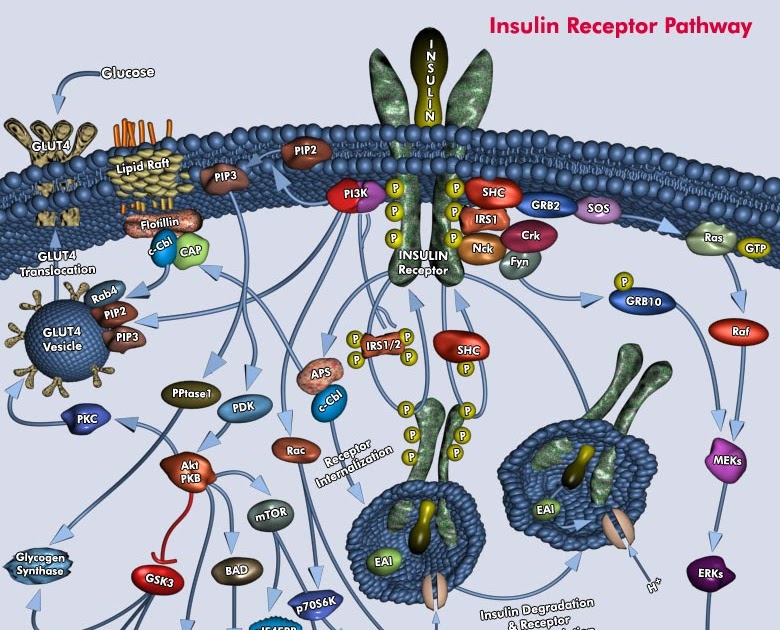 VackvSuG The Adaptor Molecule GRB2 to the Intracellular Portion of IRS