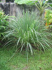 Cymbopogon (lemongrass)